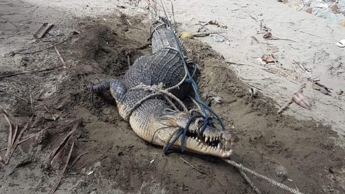 3 Buaya Kerap Terlihat di Pantai Bolmong, 1 Dievakuasi BKSDA ke Penangkaran