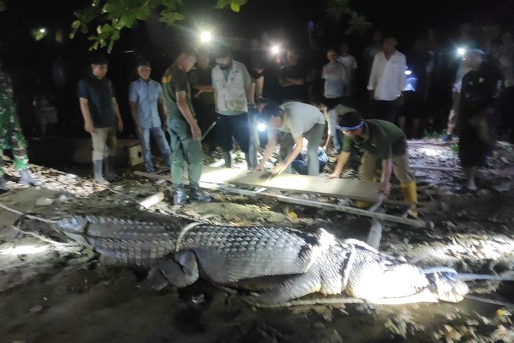 Buaya Muara Sepanjang 3,6 Meter Dievakuasi di Bolaang Mongondow